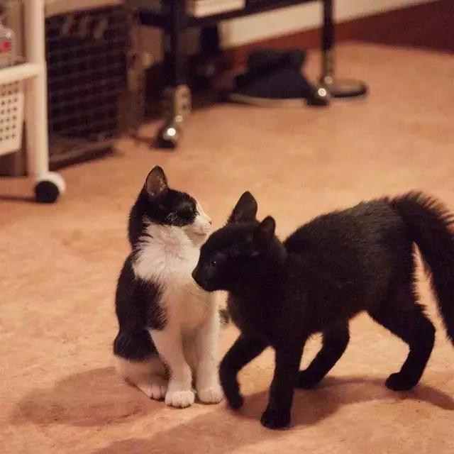 为什么说养猫对孩子有益,为什么有的人养猫养鸟容易养的好