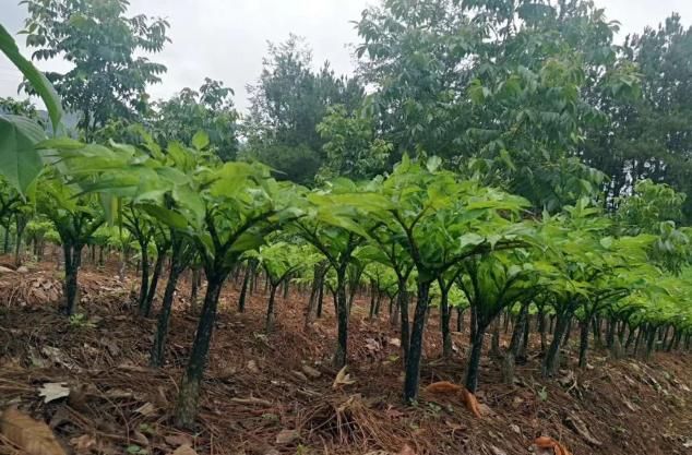 魔芋种植技术有哪些,魔芋的种植技术是什么