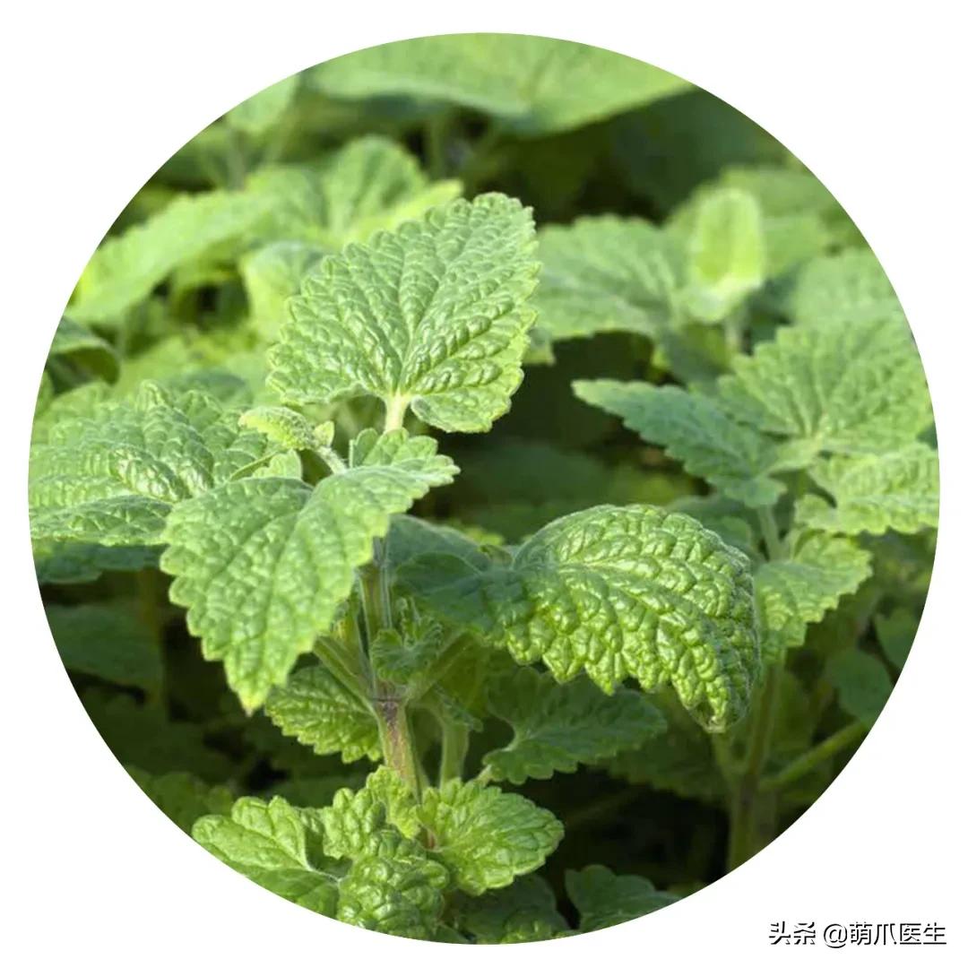 养了猫还可以养兔子吗,养了猫还适合养鹦鹉吗