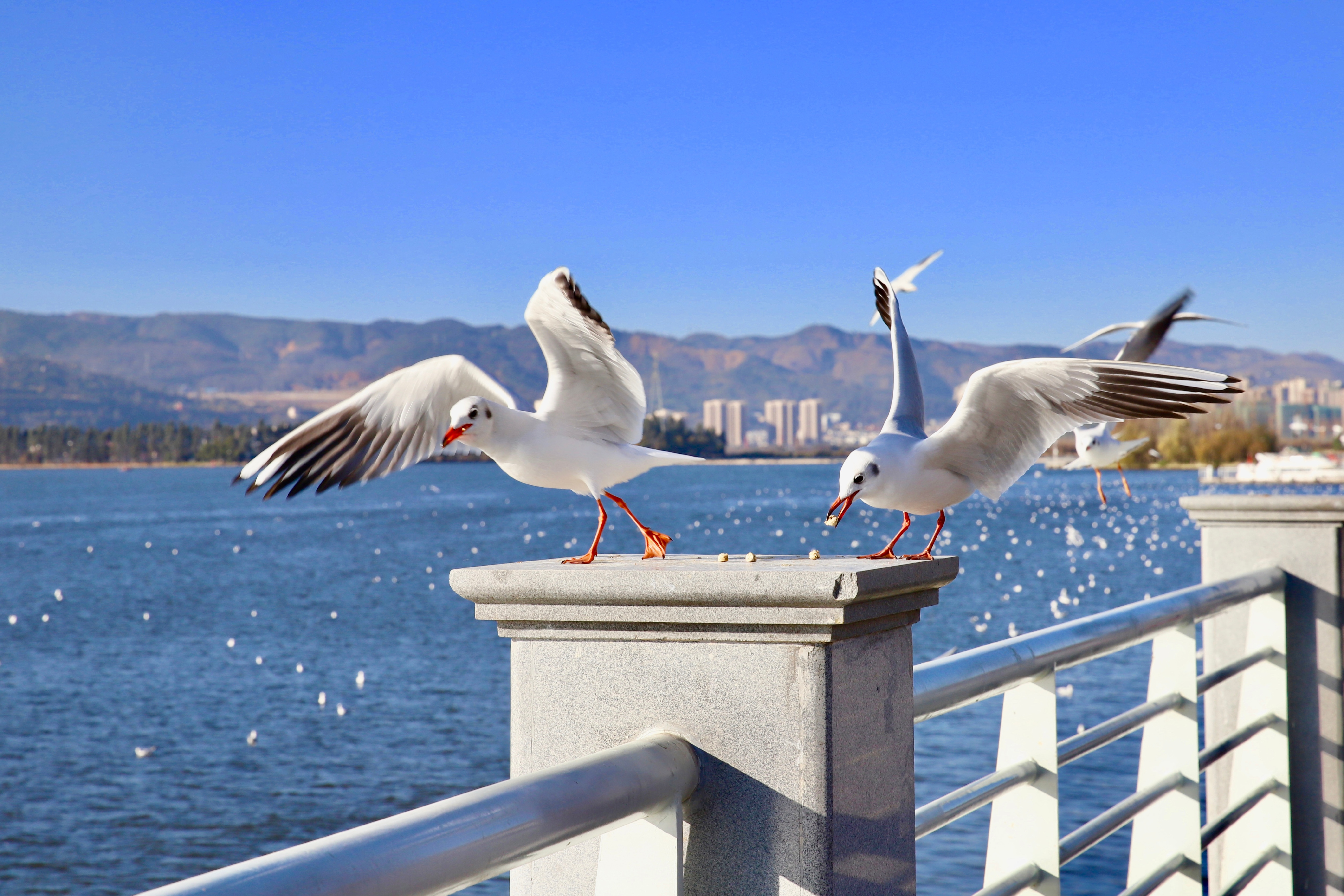 蓝花楹昆明网红打卡地在哪里,昆明周边湿地公园网红打卡地