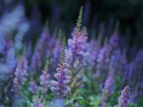 落新妇的养殖方法和注意事项