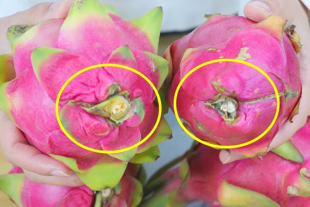 挑火龙果怎么样才能挑到好吃,怎么挑火龙果甜不甜