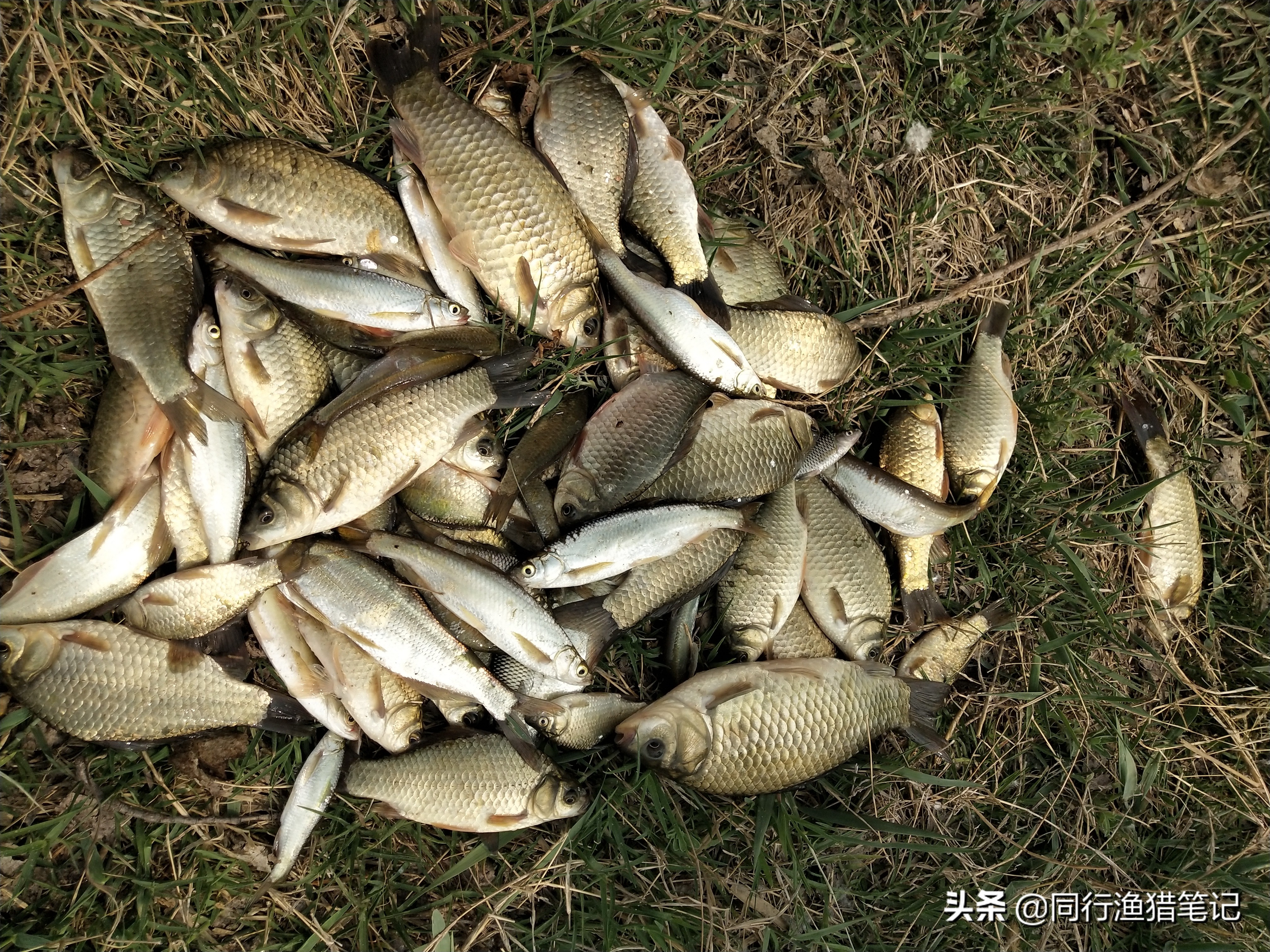 窝里有鱼扔个羊粪蛋子都吃、装备也无所谓，错！此乃无知者无畏