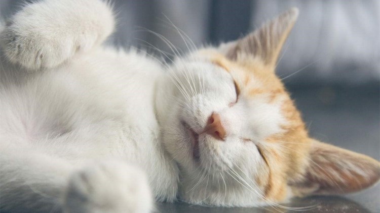 猫咪头部受伤结疤如何防止抓破,猫咪后腿受伤骨头露出来了怎么办