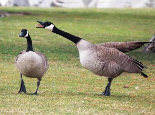 为什么加拿大鹅羽绒服这么贵,国内什么羽绒服能媲美加拿大鹅