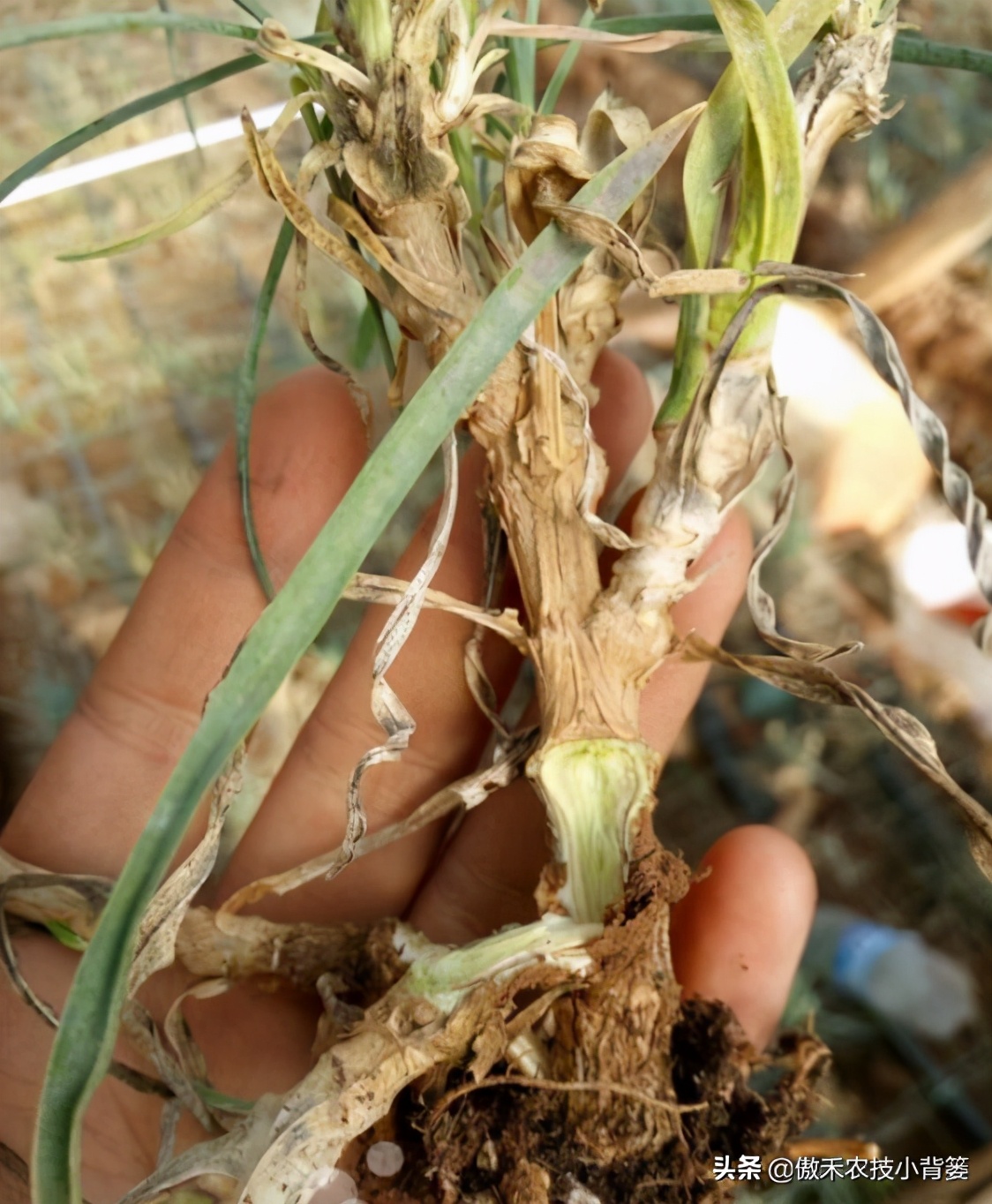 农作物灌根用什么杀菌药效果好,阿维菌素灌根可以防治哪些病害