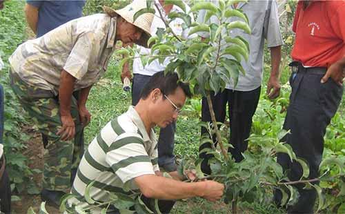 杏树上面的树虱子怎么治,杏树虱怎么治