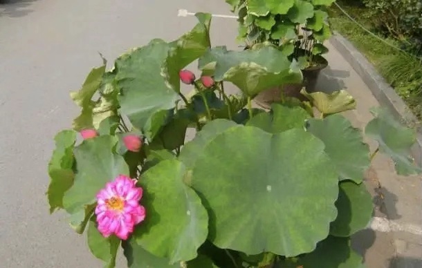 捡起泥巴种荷花,捡一个坛子种花