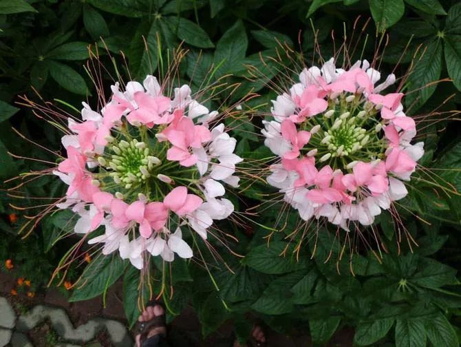 100种常见观叶植物图鉴史上最全,农村常见的100种植物