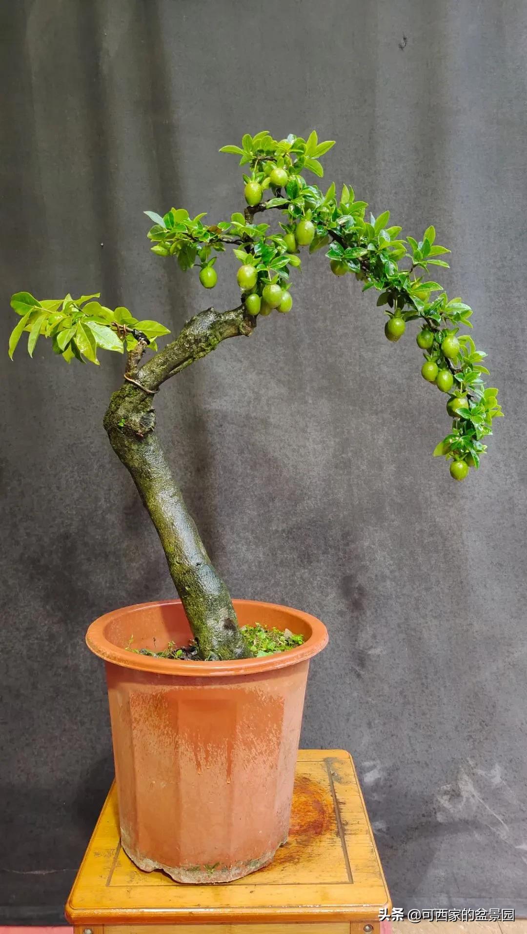 金弹子是十大名贵盆景吗,金弹子盆景什么时候开花结果