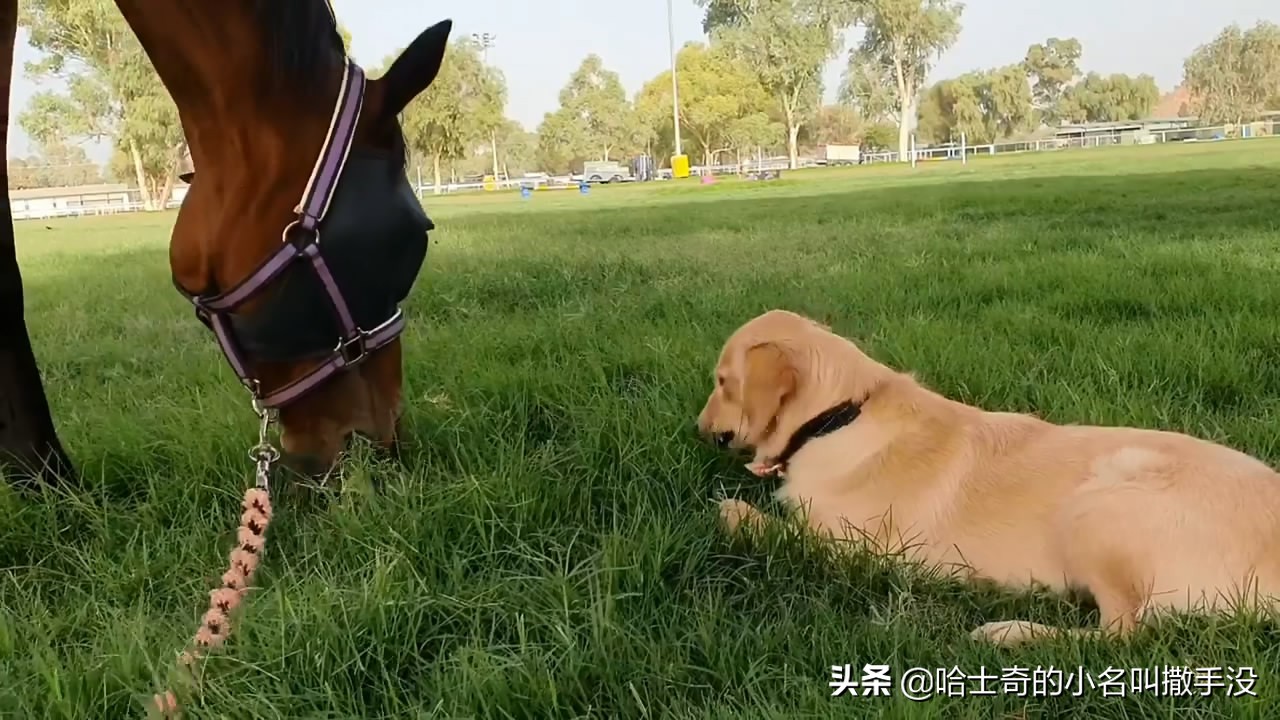 金毛学小动物说话,金毛学小马