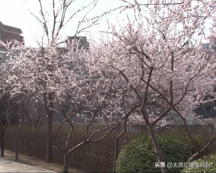 太原人注意!春季过敏怎么办,医生教你这样应对