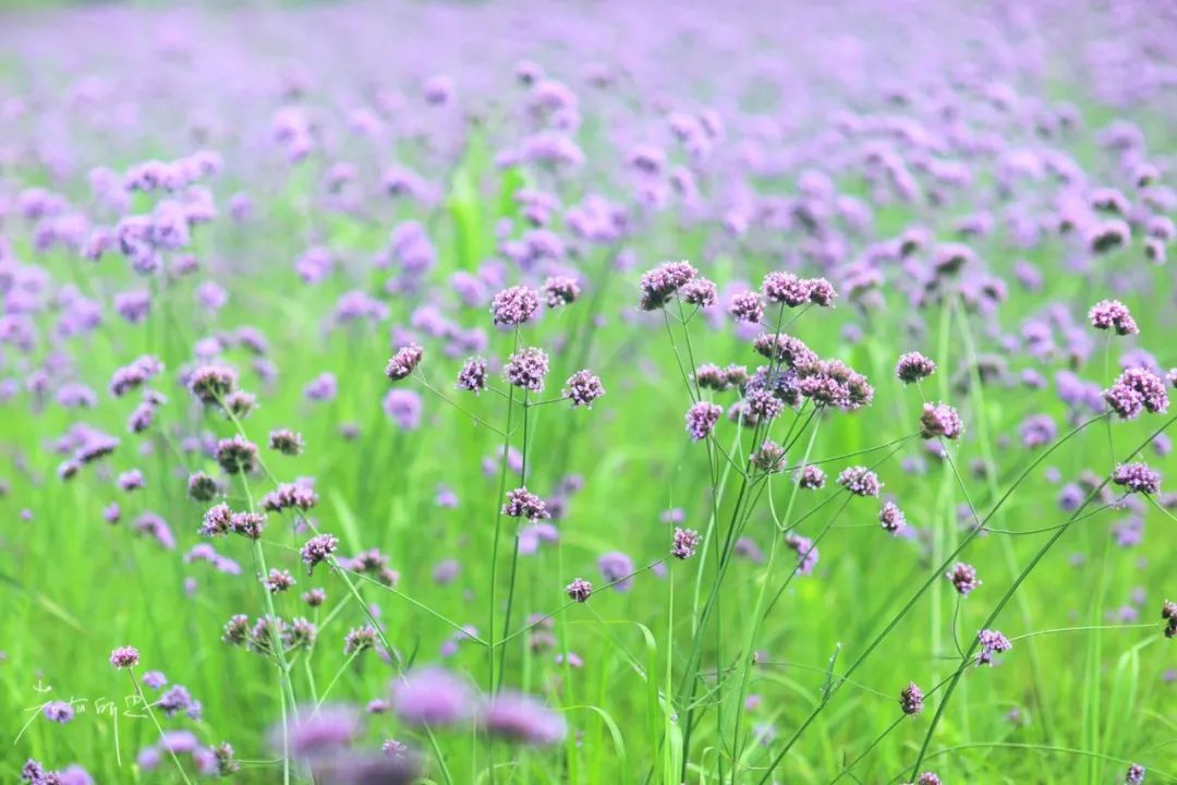 三月赏花一日游上海景点,本月上海赏花一日游最佳去处