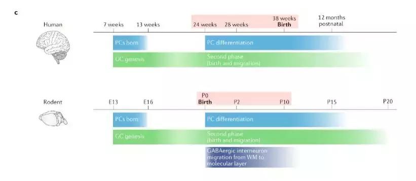 nature关于脑的成果,小脑功能最近研究