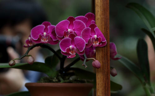 刚买回来的蝴蝶兰怎样养护,刚换盆的蝴蝶兰怎样养护