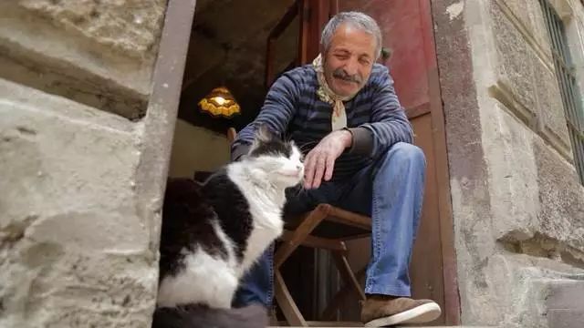 告别流浪猫展览再现12个吸猫圣地,最治愈的吸猫胜地