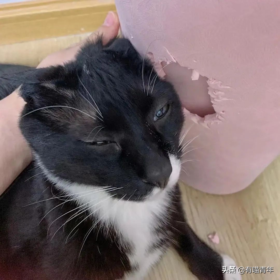 橘猫为什么是魔鬼,橘猫的恐怖之处