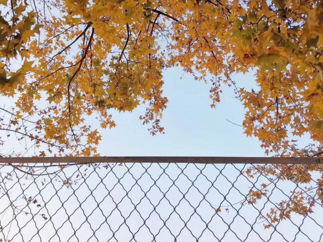 辽宁沈阳的医学大学,了解一下沈阳医学院