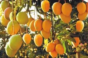 四季应季水果蔬菜,一年四季的时令蔬菜水果