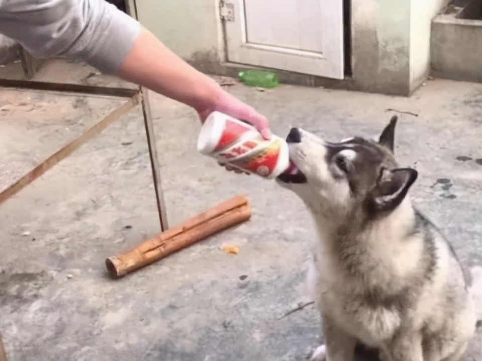 茅台酒的香味是加香精的吗,茅台酒的主要气味是什么