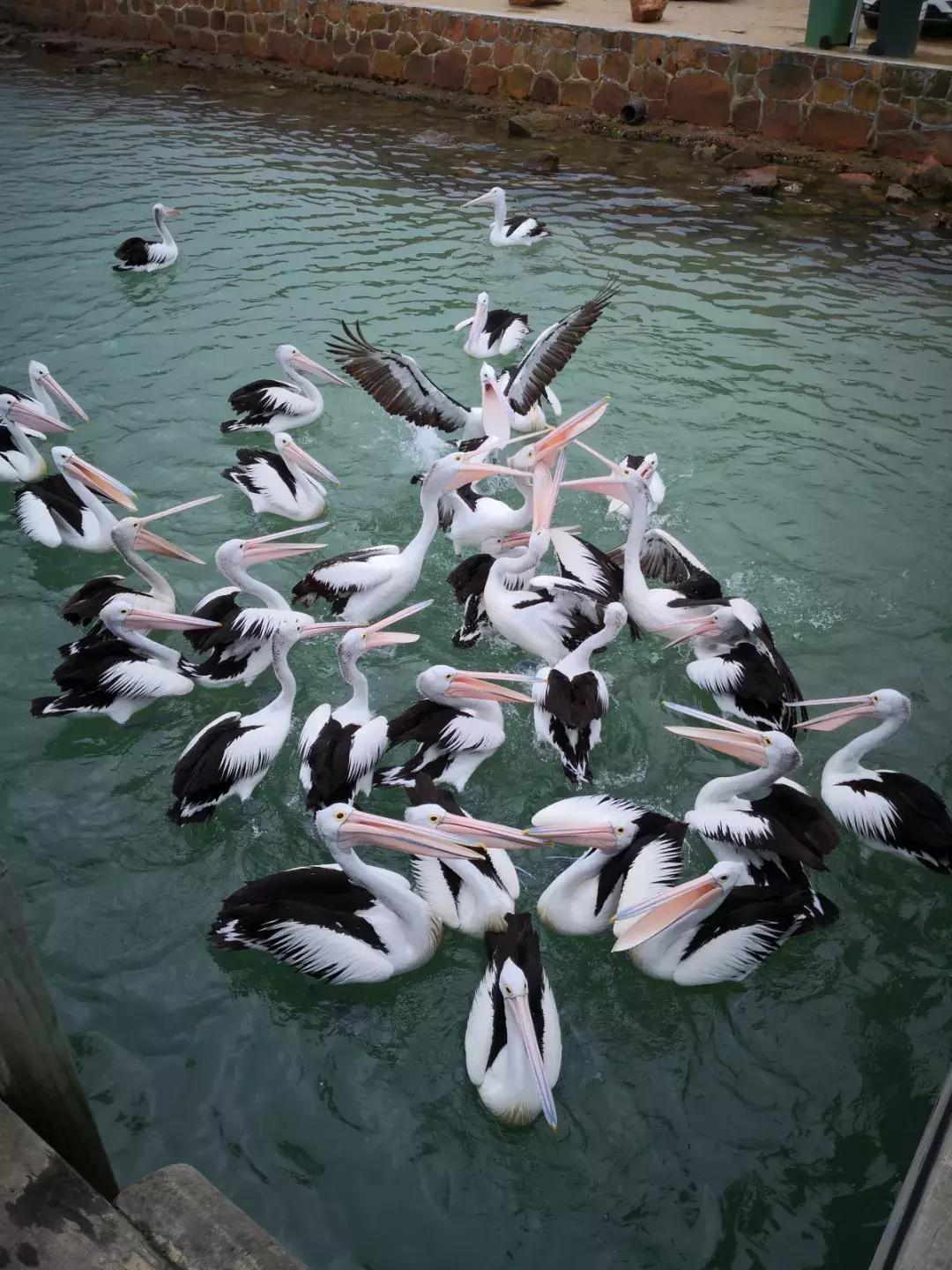 墨尔本捕蟹,墨尔本抓帝王蟹