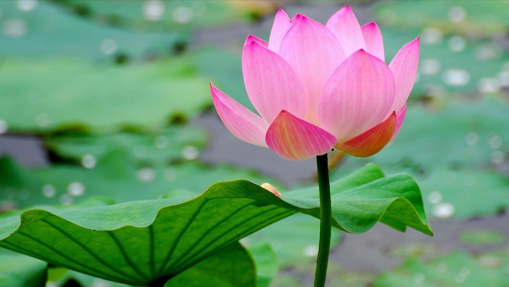 杜甫绝句中描写荷花的诗句,爱莲说中有几种描写荷花的诗句