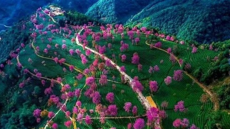 武大的樱花和东湖的樱花,重邮樱花和武大樱花