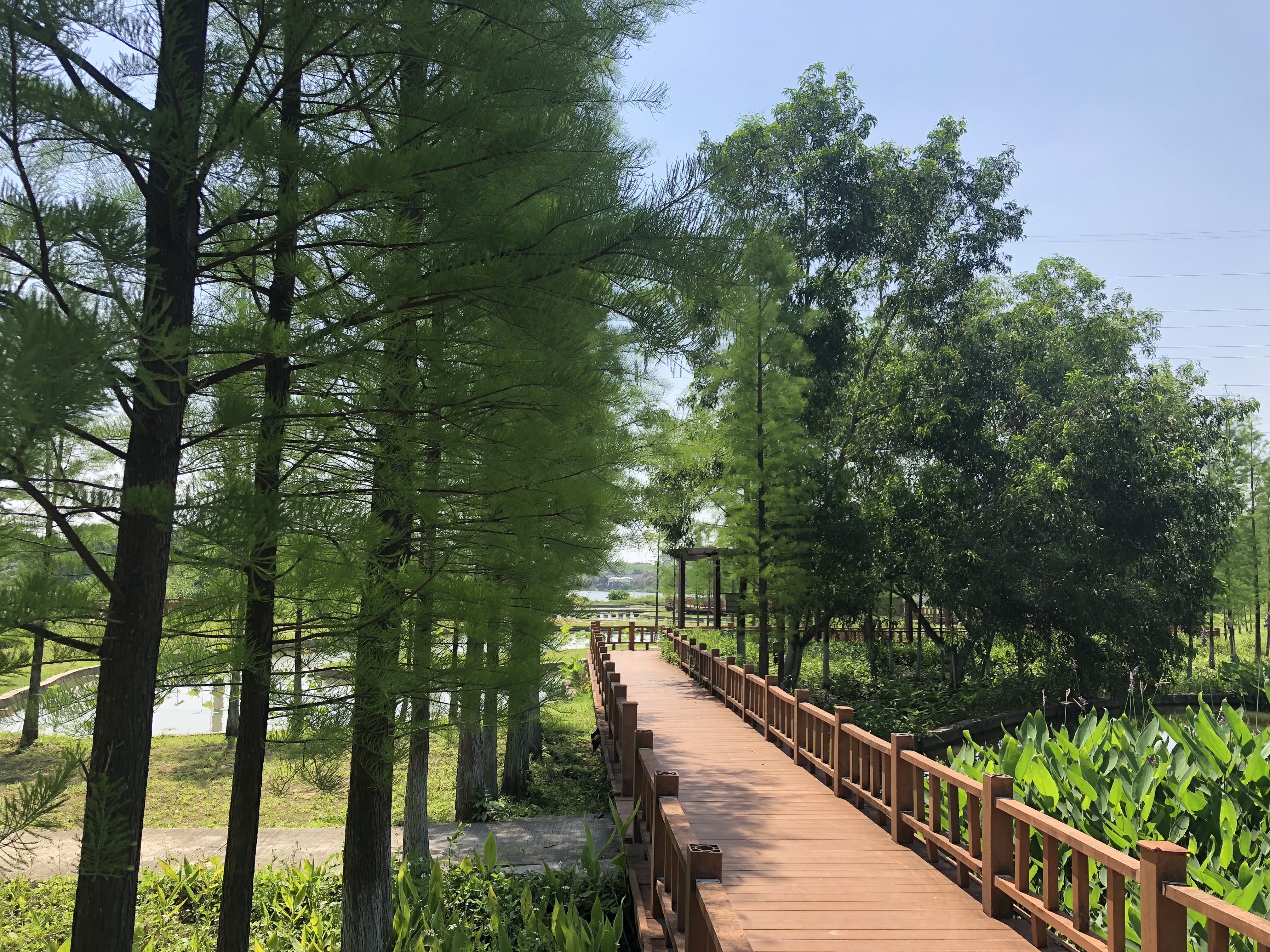 东莞适合带小朋友去的公园,东莞哪些公园适合带孩子们玩