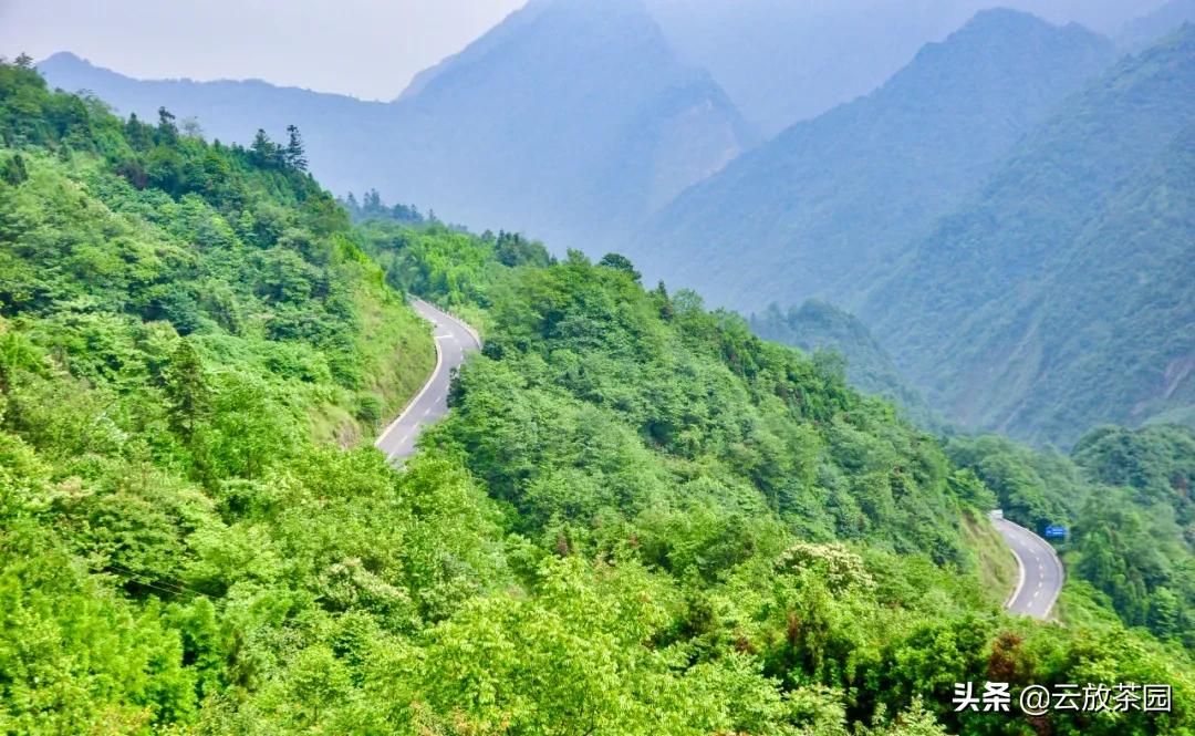 云放茶园深度解析,云放茶园最新视频