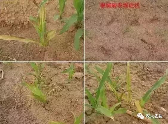 玉米苗期病虫害防治方法,玉米苗期虫害有哪些