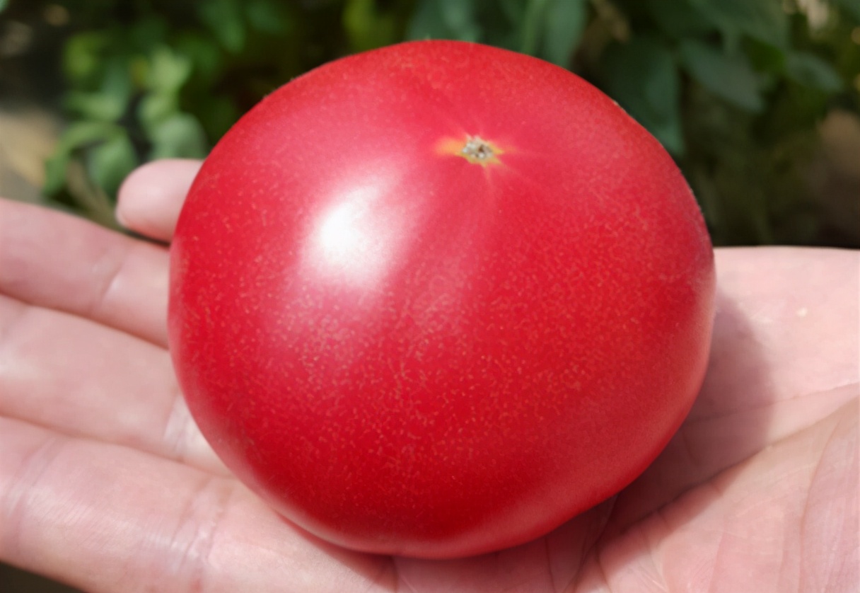 买西红柿的技巧,怎样挑选西红柿才好吃