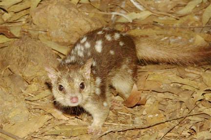 为了更好地传宗接代，动物们进化出了这些奇葩的交配行为