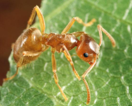 惨烈的蚁巢守卫战：毛蚁大战十倍多的红火蚁，全族被灭蚁后遭斩首