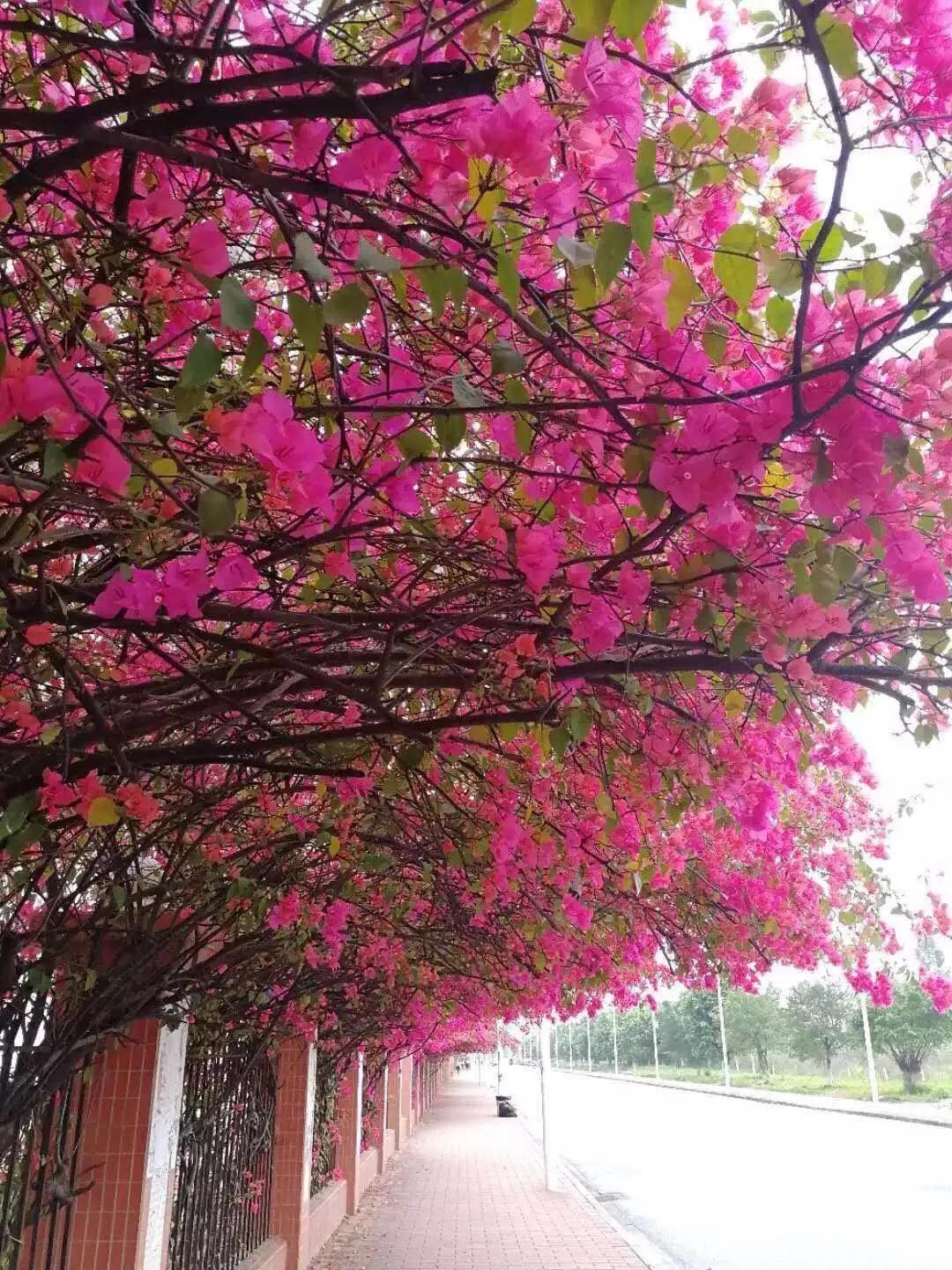 广东第二师范学院数学系,广东第二师范学院分数线