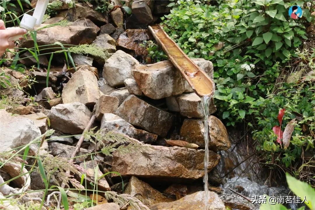 冰岛五寨糯五价格,冰岛五寨谁最有性价比