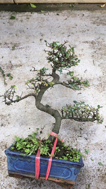 新手也能学会的修剪盆景技巧,枸杞盆景修剪技巧图解