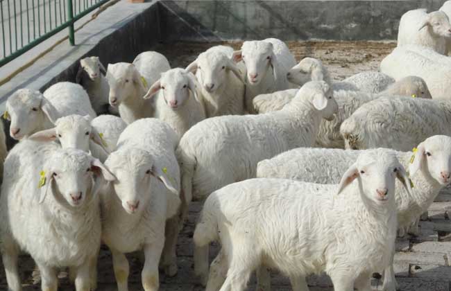 羊布鲁氏杆菌快速检测方法,人患羊布鲁氏杆菌病的症状