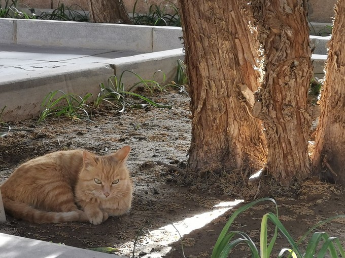 敦煌博物馆东方甄选看世界讲解,敦煌艺术馆游玩攻略