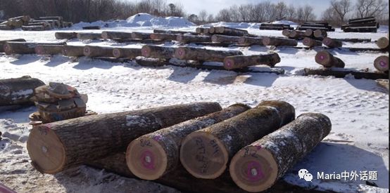 美国硬木干货价格,北美硬木排行