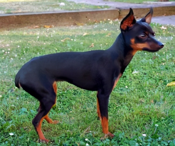 小鹿犬的训练方法,如何训练6个月的小鹿犬