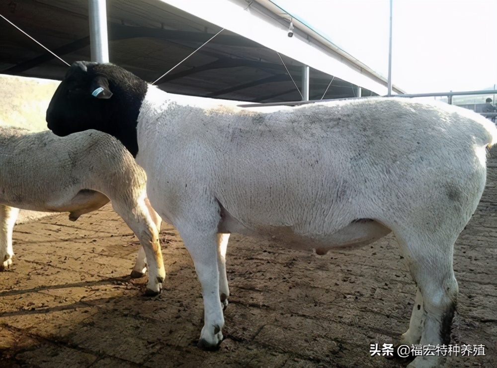 目前国内什么品种的羊最适合南方,中国养殖的羊的品种最多的是什么