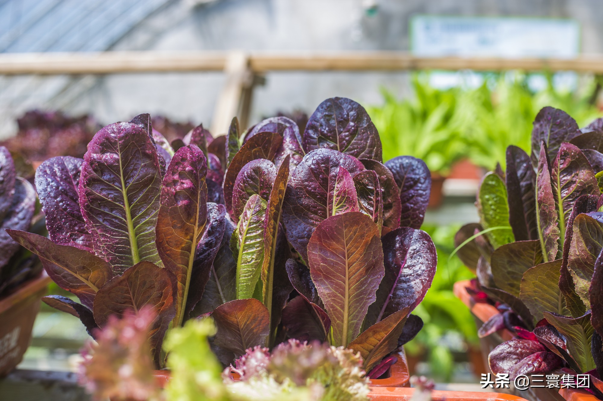 满园春色喜迎正月三寰牧场体验鲜味新年