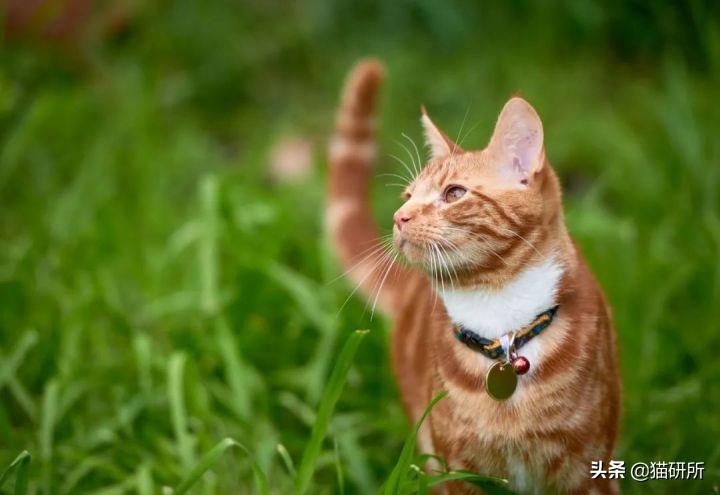 猫咪项圈对人有没有危害,猫咪项圈对猫咪有危害吗