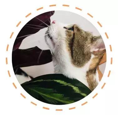 白色猫病,爱喝水的猫得了什么病