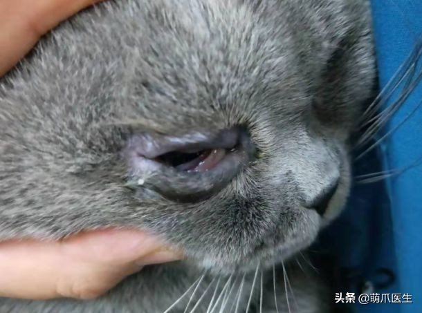 猫咪眼睛有分泌物怎么处理,猫咪眼部常见的疾病及日常护理