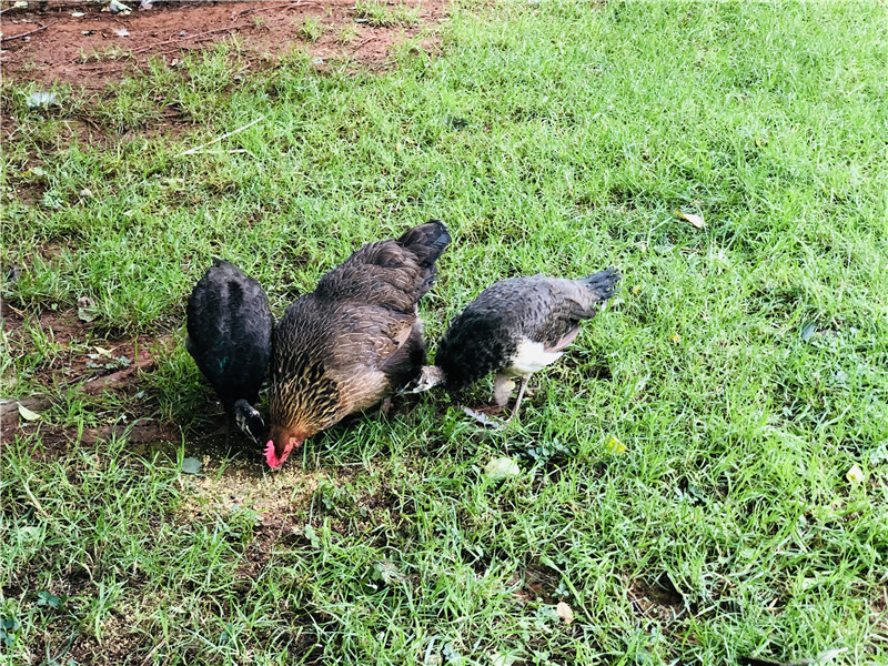 2只老母鸡孵出八只蓝孔雀,云南一高校母鸡孵出孔雀