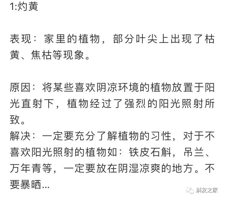 秋石斛兰叶黄了,石斛兰叶子黑尖