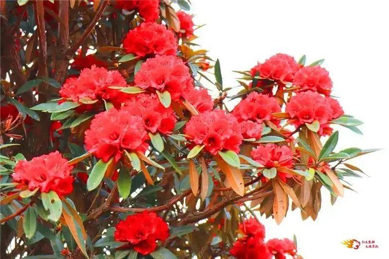 阳春三月踏青吟,阳春三月诗和风景