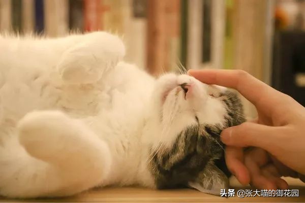 公猫咪绝育后铲屎官应该做什么,铲屎官喵星人绝育