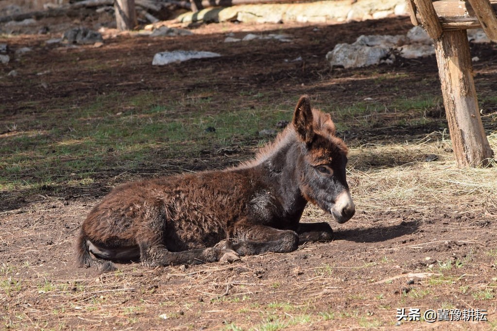 驴病怎么预防效果最好,驴苗应激期腹泻怎么办